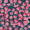 Cricut Infusible Ink Transfer Sheets -2 Sheets 12″ x 12″ – Galaxy Pattern – for Cricut EasyPress, Maker, Explore Air 2(Cabbage Rose)